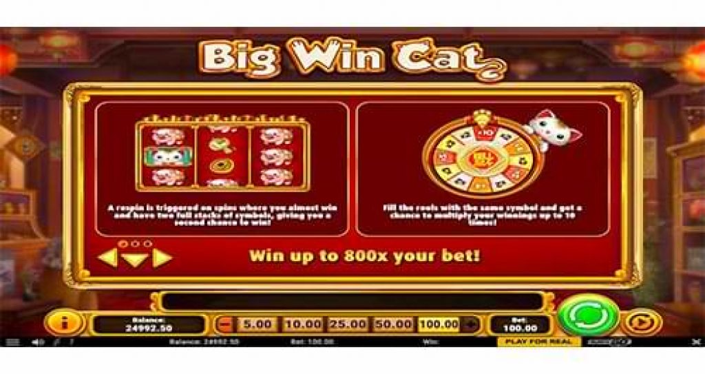 Big Win Cat Wild